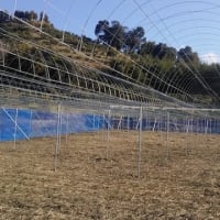 ぶどう棚用雨除け資材 簡易トンネルメッシュ 株式会社アセラ 園芸資材部 ぶどう棚用雨除け資材 簡易トンネルメッシュ 株式会社アセラ 園芸資材部