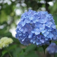 LUMIX G 25mm F1.7で撮る紫陽花