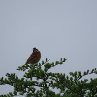 高ボッチ高原・鉢伏山で見た鳥　ホオジロ（頬白）