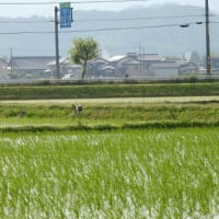 2025年05月31日　コウノトリ目撃情報