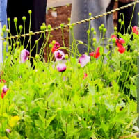 鉄格子の中の花たち