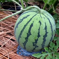 ゴーヤーのお花にマルハナ蜂