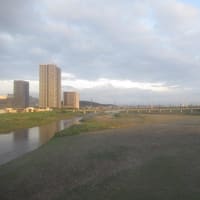 府中郷土の森　蓮池に行くも　見ごろを逸した