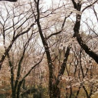 2019.4.29記　代々木公園桜　2019