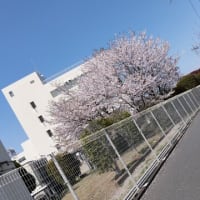2025sakura