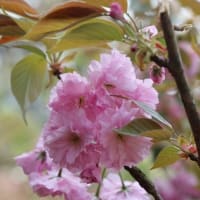 ちょいと大洲へお花見に♪