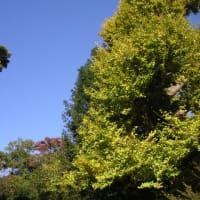 長谷寺