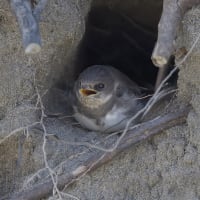 ショウドウツバメ
