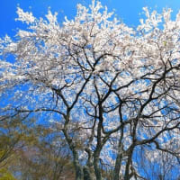 4/25（木）のPACニュース～追分＆軽井沢周辺の情報