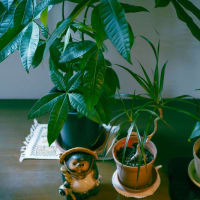 ●我が家の５月の花（6）　　玄関の観葉植物　パキラ　ドラセナコンシンネ　シラーカンパヌラータ　パステルアリウム・ロゼア　ミヤマオダマキ