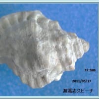シオボラ