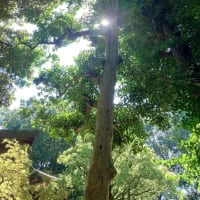 土用期間が過ぎたので　草むしり