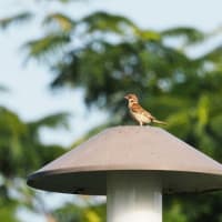 蓮池公園散策の後は枝豆で🍺