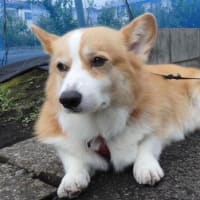 つかのまの太陽