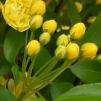 小次郎と春の草花－モッコウバラ（木香薔薇）ー