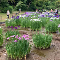 花菖蒲