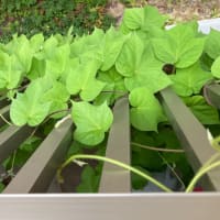種蒔きから　2ヶ月。。。🌱