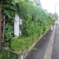 自宅の生垣の剪定（2025）・・・姶良市加治木町