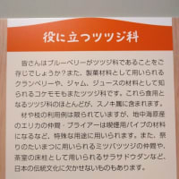 学習センター周りのツツジ