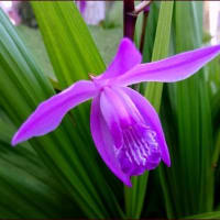忘れられない光景★寒い4月★今とこれからの花