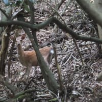 出会った生き物たち～宇治川散歩2025/5下旬（5）