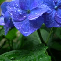 紫陽花と雨・・・