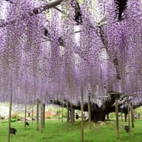 今月のテンプレート（Ｎｏ４５）あしかがフラワーパークの見事な藤棚