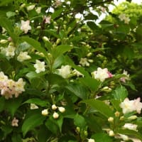 ハコネウツギやコアジサイ