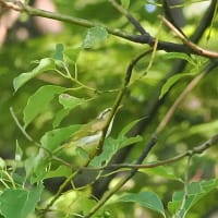 大阪城公園　９/５（オオルリ、コルリ、サンコウチョウ）