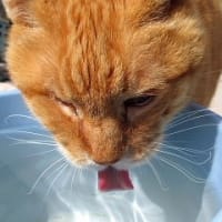 Ｓクミノンでタニシ退治