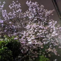 『談志の桜』2024