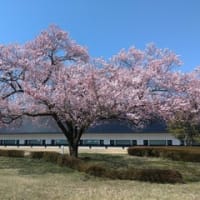 会津の桜、開花！