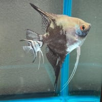 最近の水槽事情