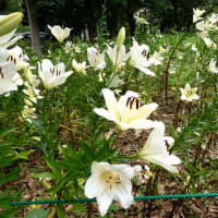 日比谷公園、ユリが咲き出してました