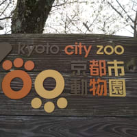 京都市動物園のゴリラファミリー