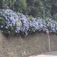 2025cycling Act16　ぶらぶら城ヶ島