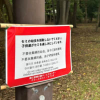 蝉の声が聞こえない夏！
