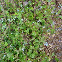 『Ａ氏の健康日誌』より　３