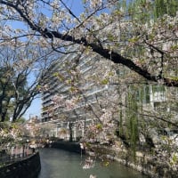 広瀬川河畔公園　さくら　／　前橋市