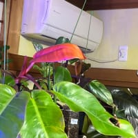 休んでる間も植物は育つ。