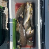 １号船午前便タテ釣り、2号船午前便イサキ釣りです。