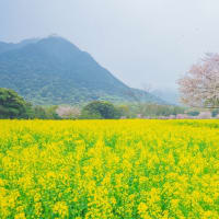 島原・火張山花公園　桜と菜の花絶景　～2024桜の名所めぐり～