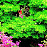 🐉🌈新緑の【三峯神社】光景❢❢