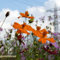 「芹沢公園」では色とりどり「コスモス」が「蝶」と共演！！