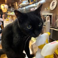 看板猫のいるお店で猫飲み 1 (2310-1)