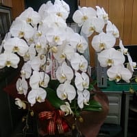 胡蝶蘭