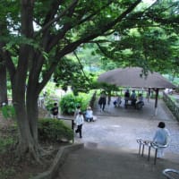 多摩川台公園あじさい園　　あじさい園の色々のあじさいたち　　　　12
