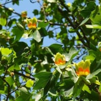 里山公園の季節の花