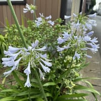 球音全国に―しかし残念