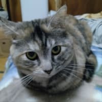 ひび